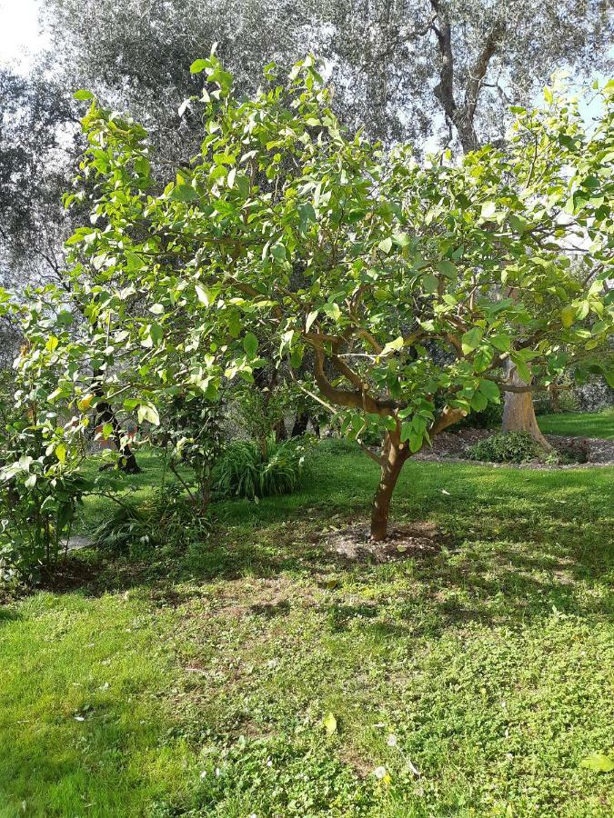 Casa Vacanze Ester Brenzone sul Garda Exteriör bild